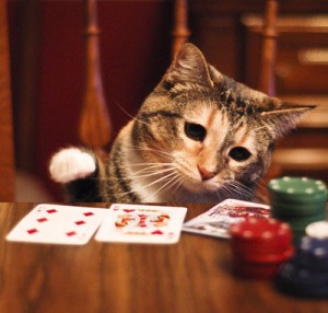 gatto4